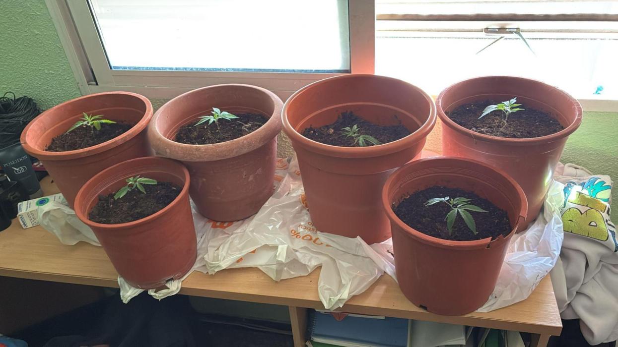Revegetacion. Week 1