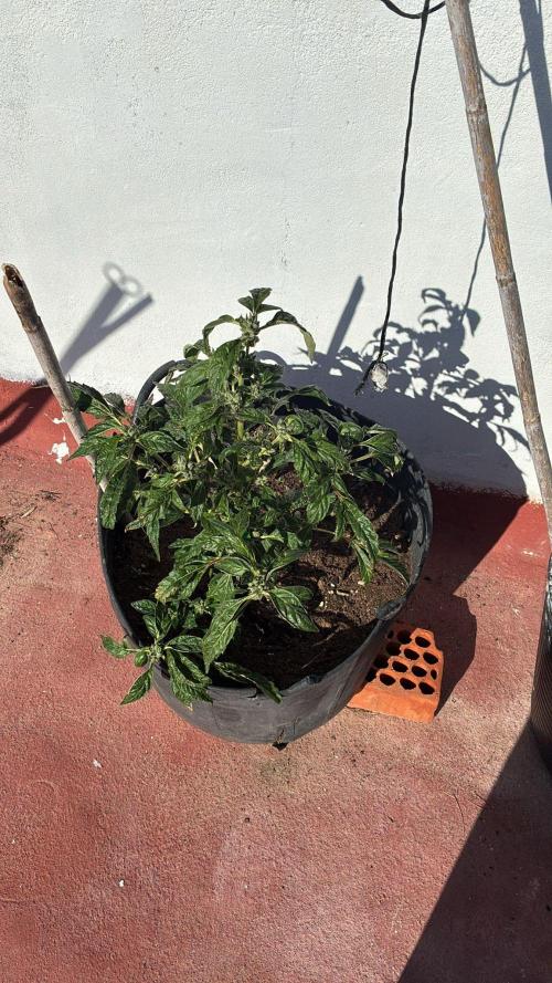 Revegetacion. Week 3