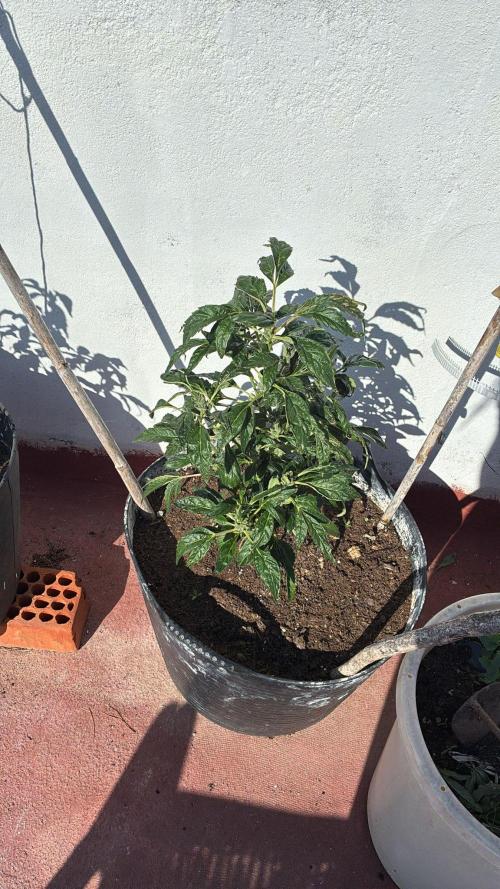Revegetacion. Week 3