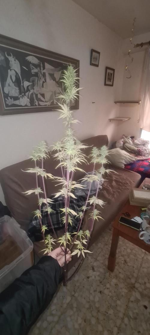 seed found in bud. Week 8