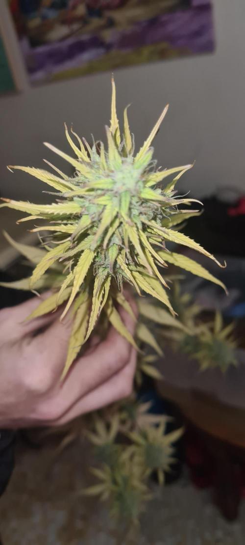 seed found in bud. Week 8