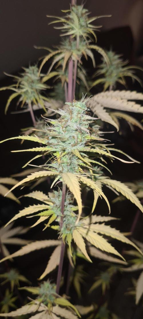 seed found in bud. Week 8