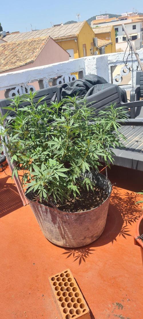 sherbalato. Week 7