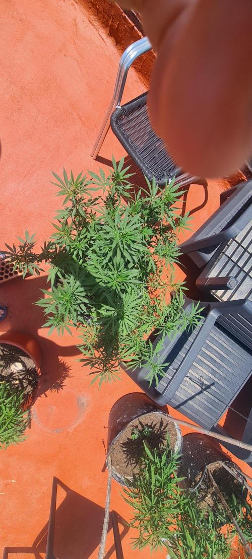 sherbalato. Week 7