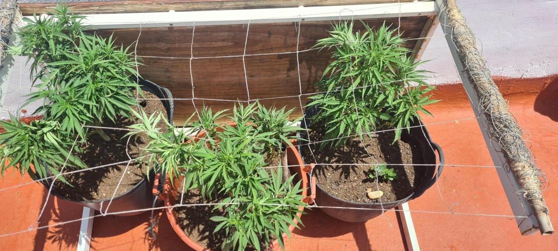Revegetacion. Week 8