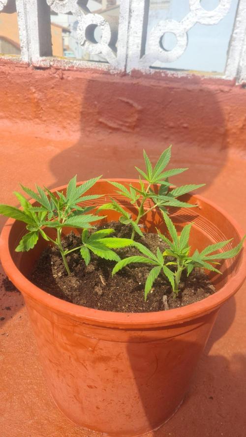 Revegetacion. Week 9