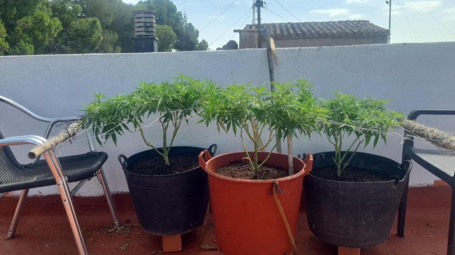 Revegetacion. Week 9