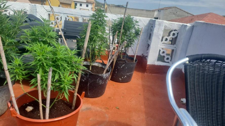 Revegetacion. Week 9