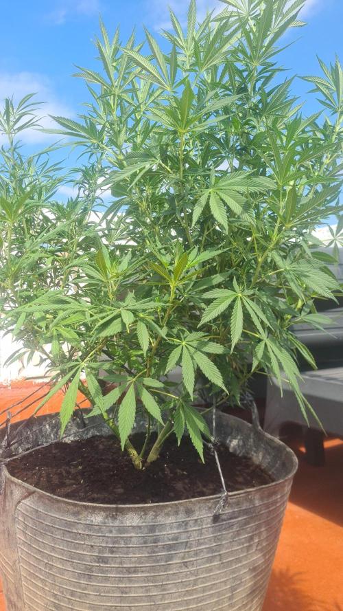 sherbalato. Week 8