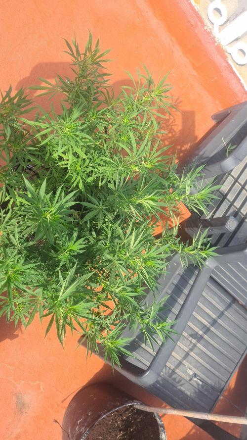 sherbalato. Week 8