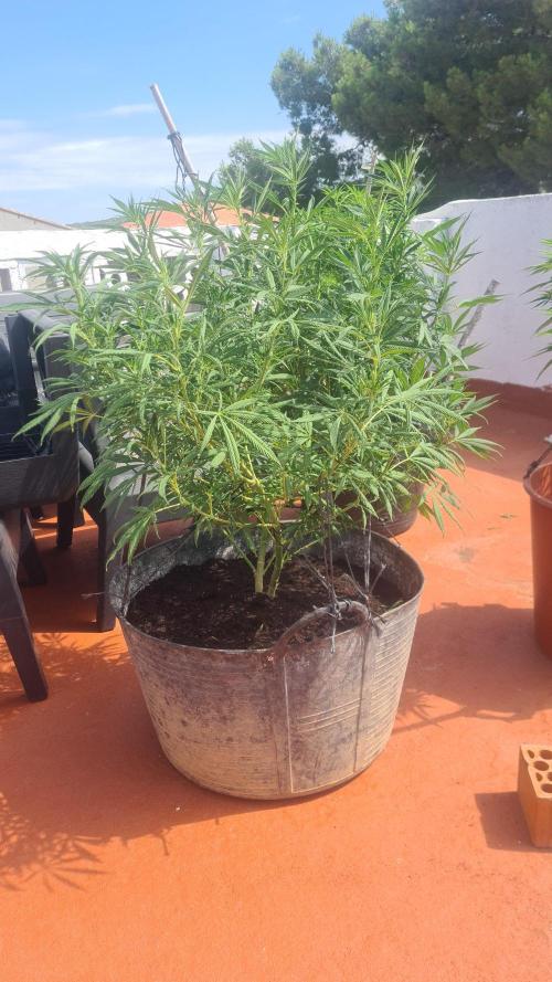 sherbalato. Week 8