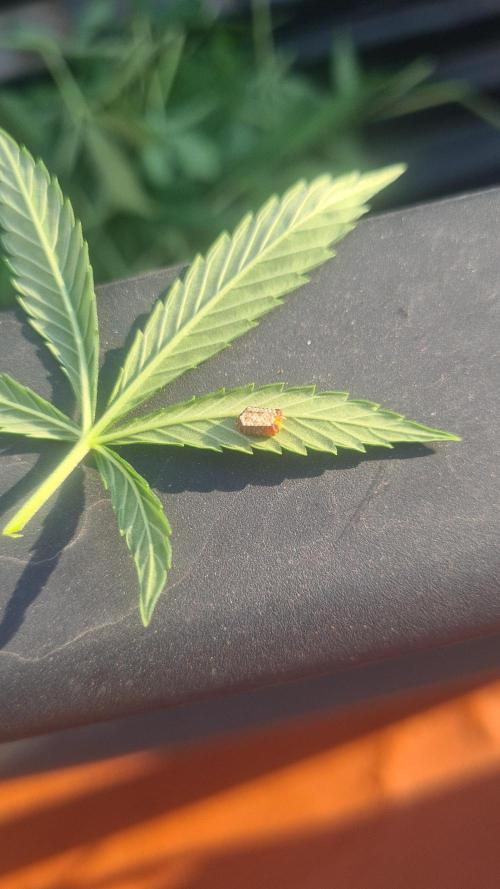 sherbalato. Week 8