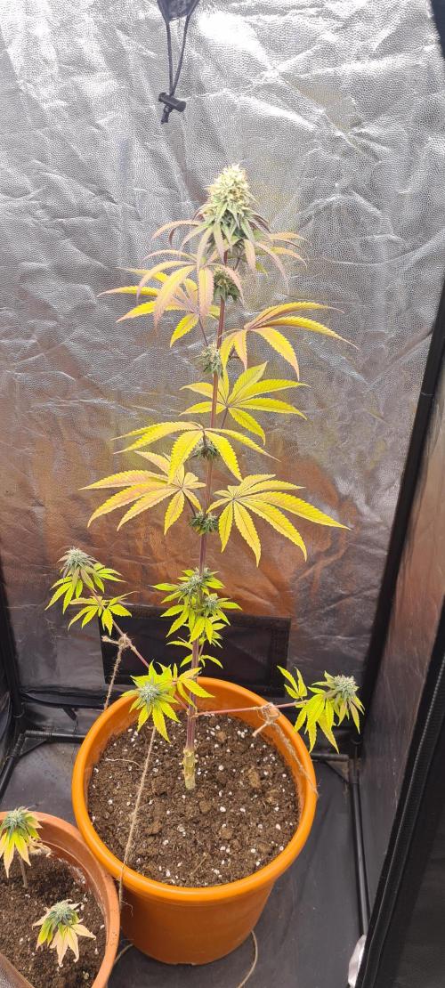seed found in bud. Week 8
