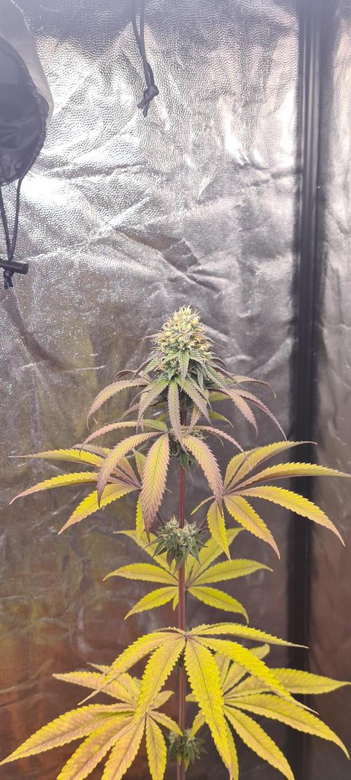 seed found in bud. Week 8