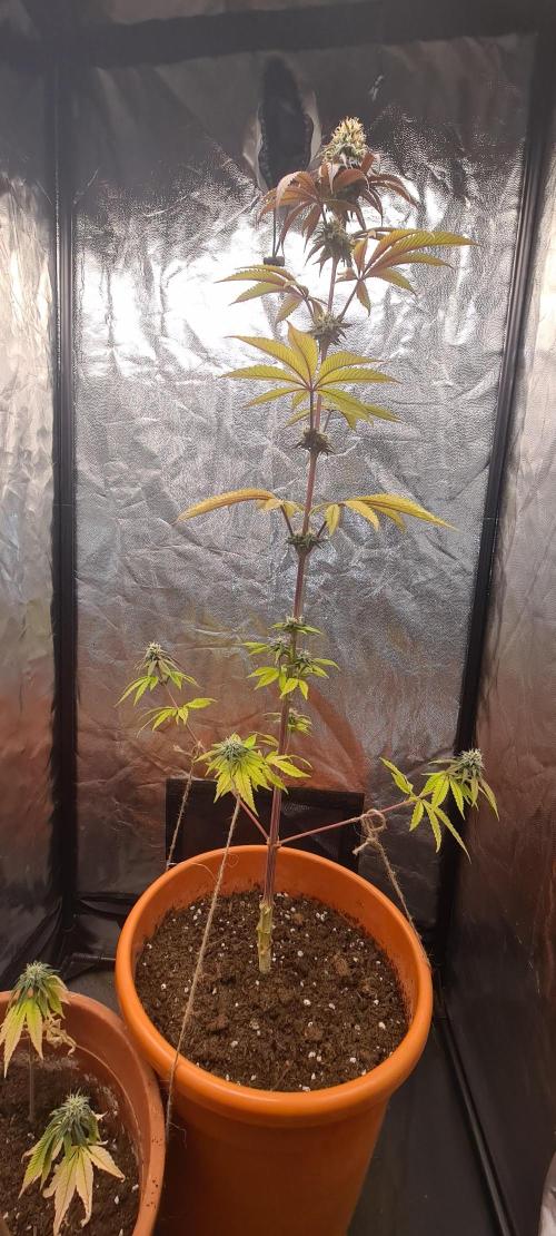 seed found in bud. Week 8