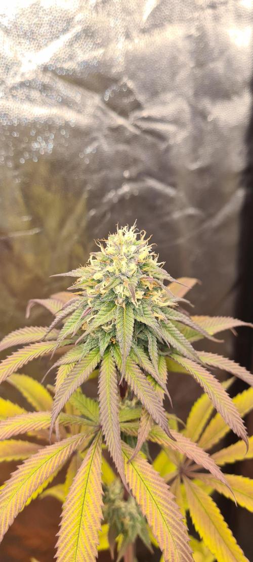 seed found in bud. Week 8