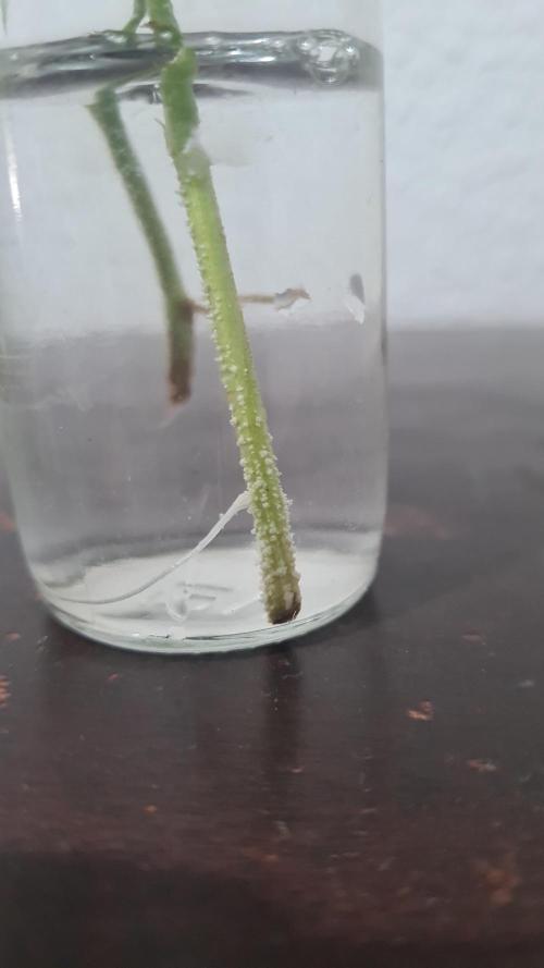 esqueje en agua. Week 1