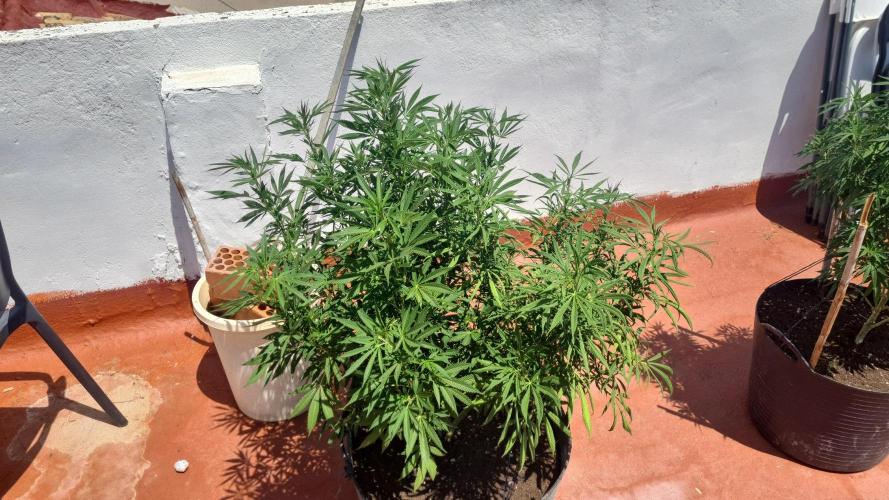 sherbalato. Week 9