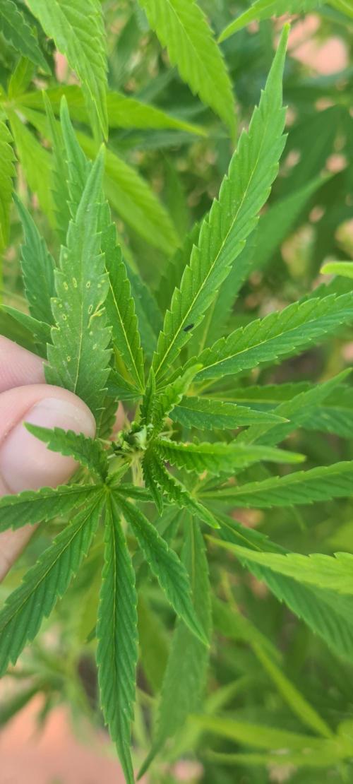 Revegetacion. Week 11 - budworm