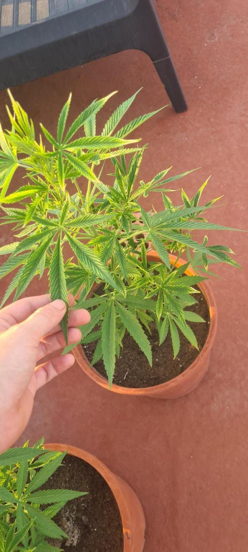 Revegetacion. Week 11