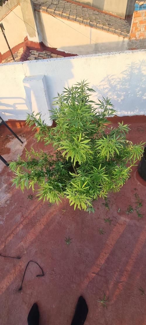 sherbalato. Week 10