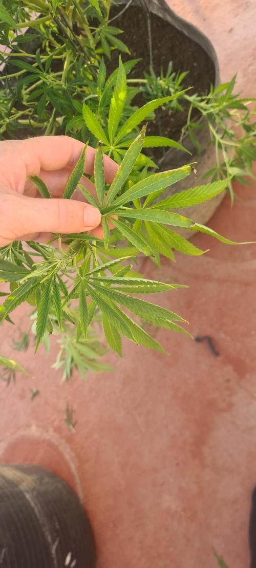 sherbalato. Week 10