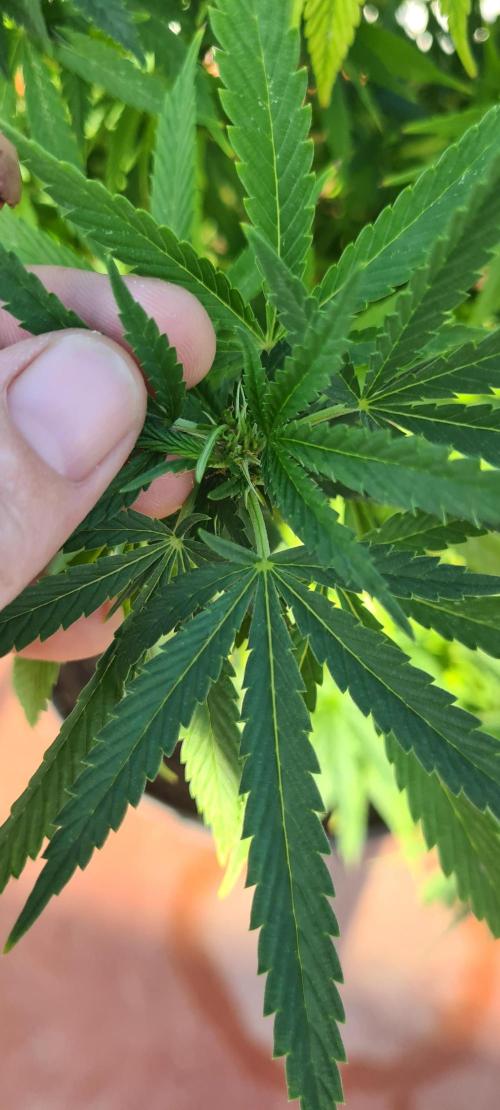 Revegetacion. Week 12