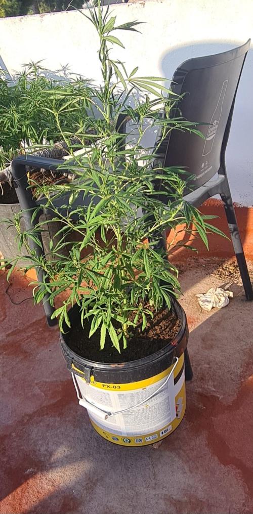 Revegetacion. Week 12