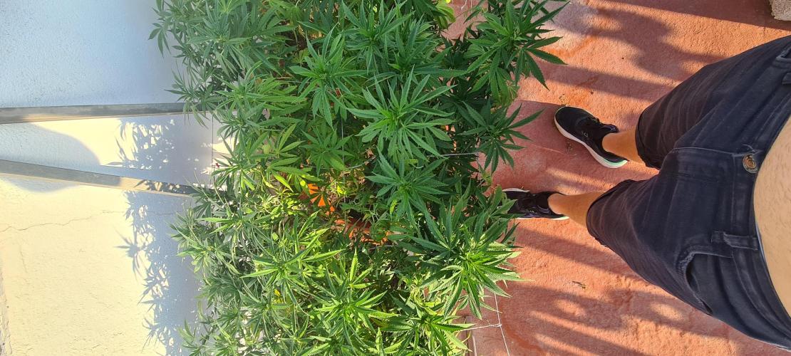 Revegetacion. Week 12