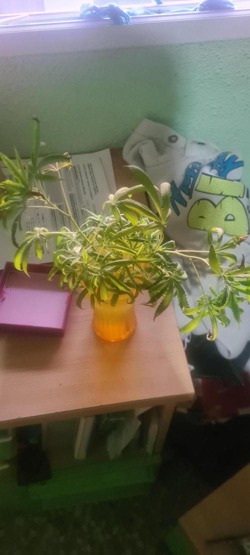 sherbalato. Week 11 - I also made cuttings to see if I'm lucky and can grow this sherbalate indoors