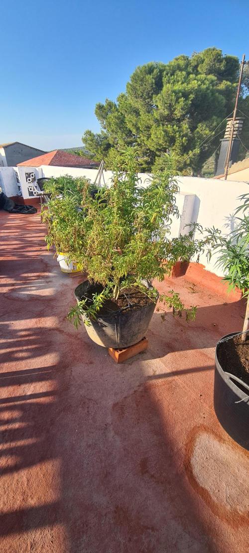 sherbalato. Week 11