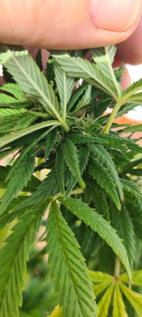 Revegetacion. Week 13