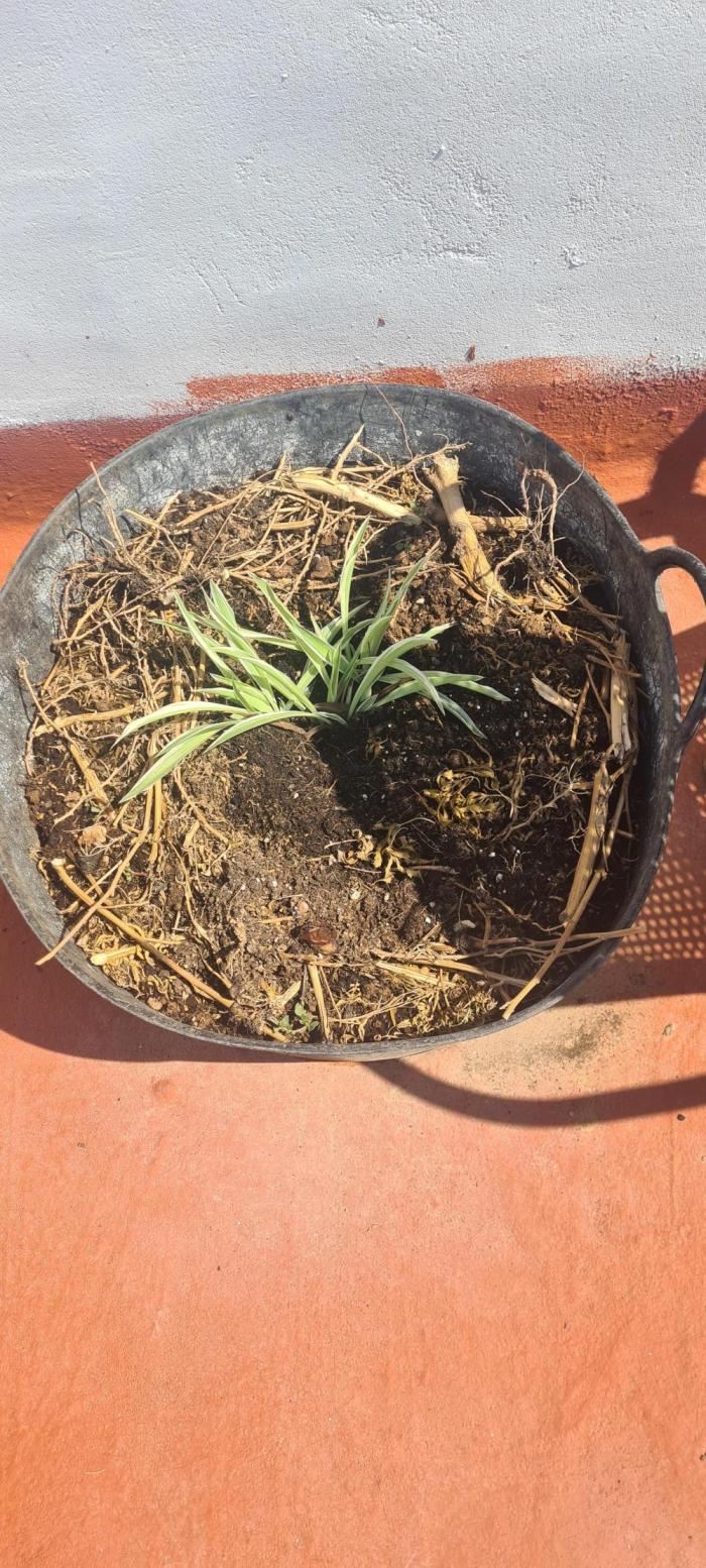sherbalato. Week 12