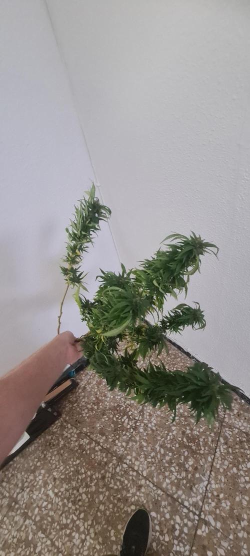 Revegetacion. Week 15