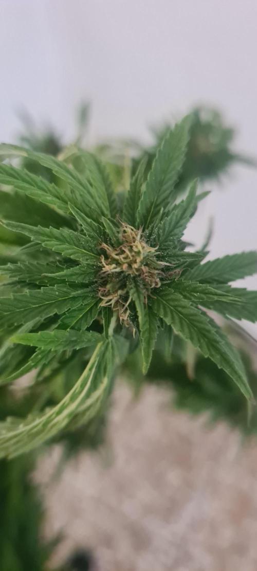 Revegetacion. Week 15