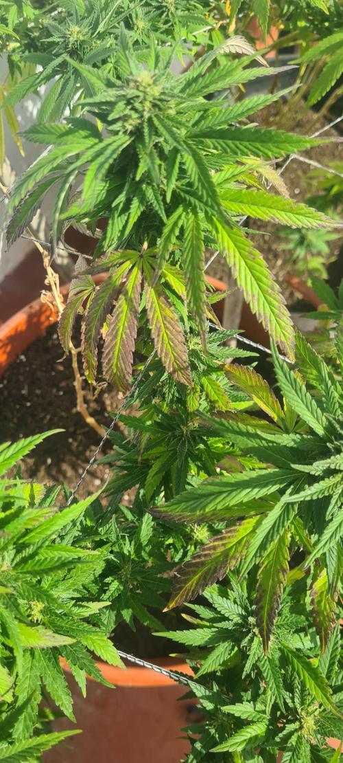 Revegetacion. Week 15