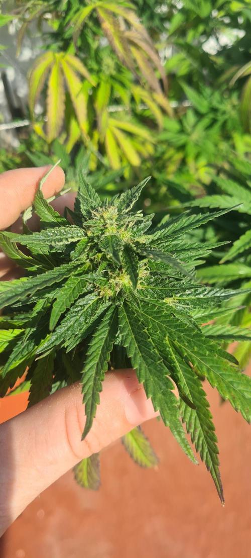 Revegetacion. Week 15