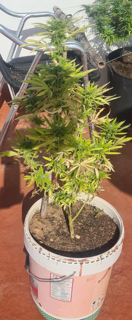 Revegetacion. Week 15
