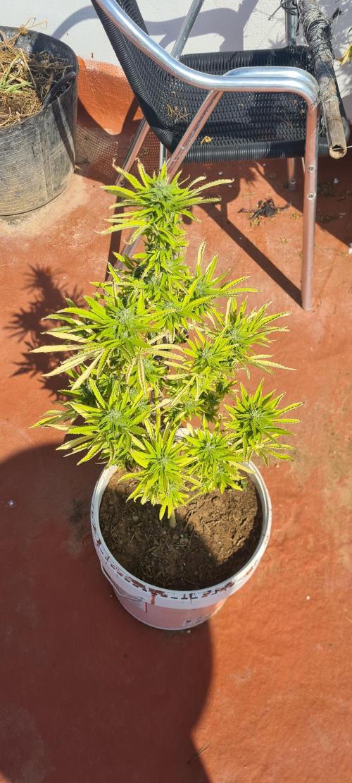 Revegetacion. Week 16
