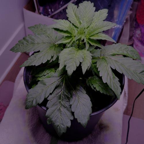 Suzie. Week 0 - May 18th