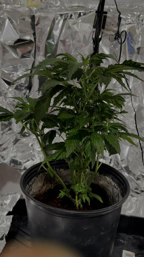 Suzie. Week 0 - June 1