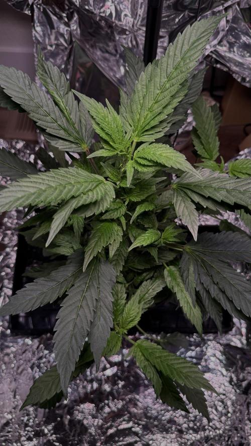 Suzie. Week 0 - June 8