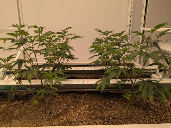 LMHD 260625 GR4. Week 1