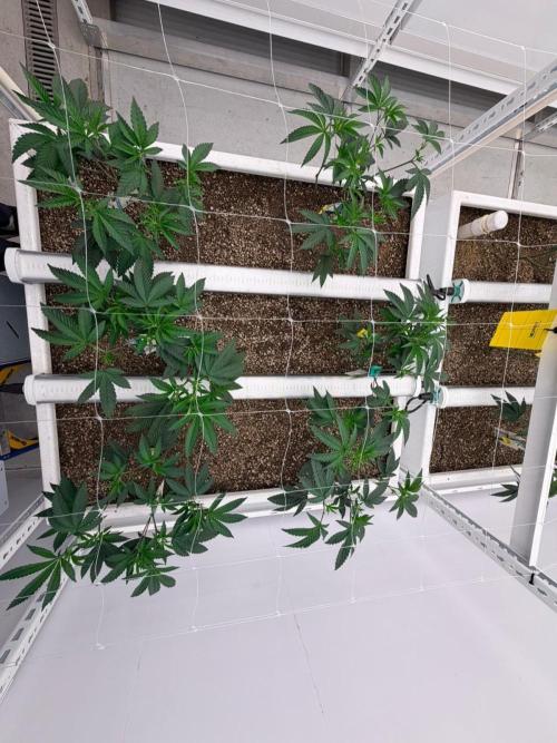 LMHD-260713 GR6. Week 3