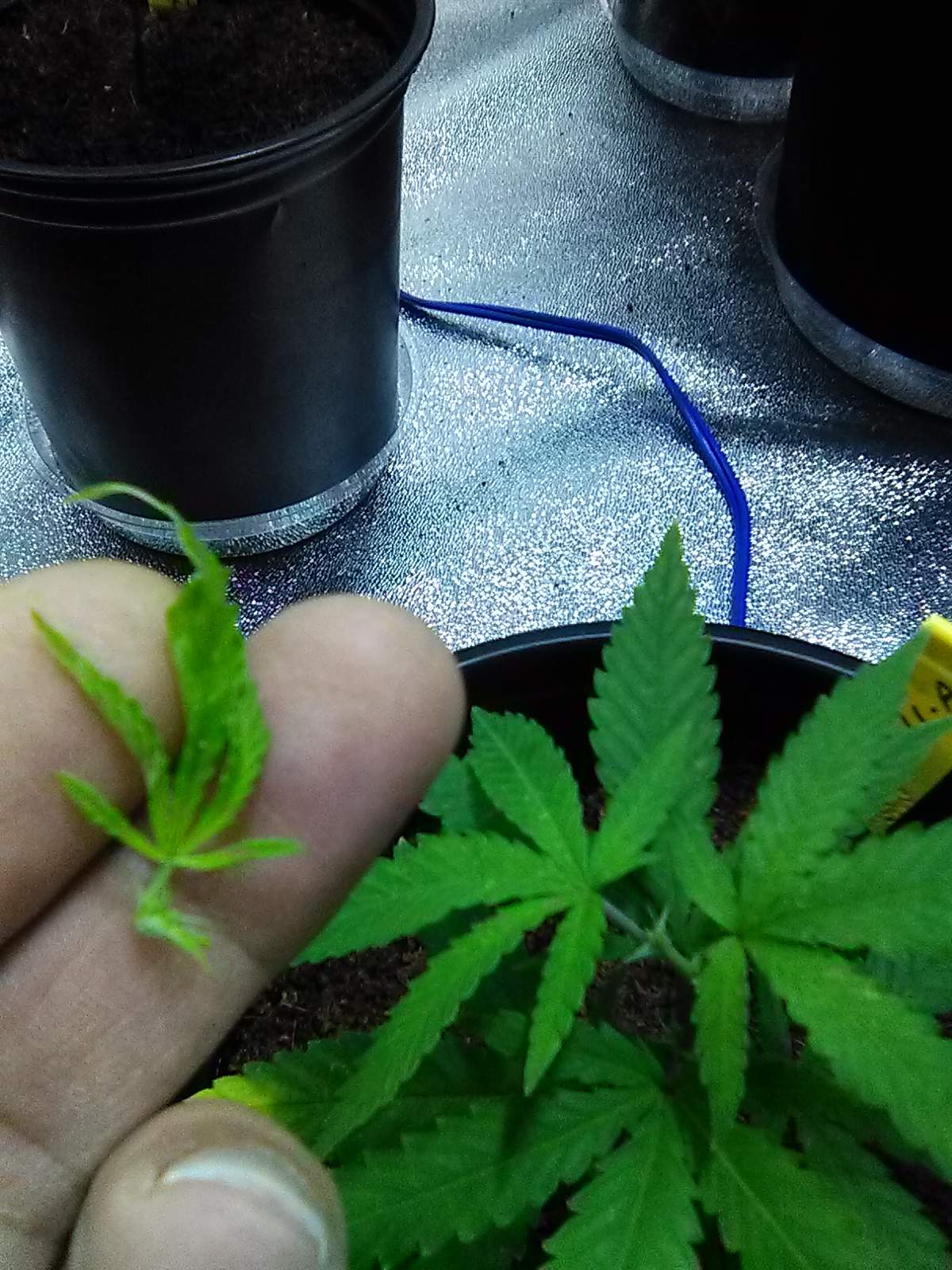 Pineapple Haze grow diary (journal) week2 by Pjammer5KGB GrowDiaries