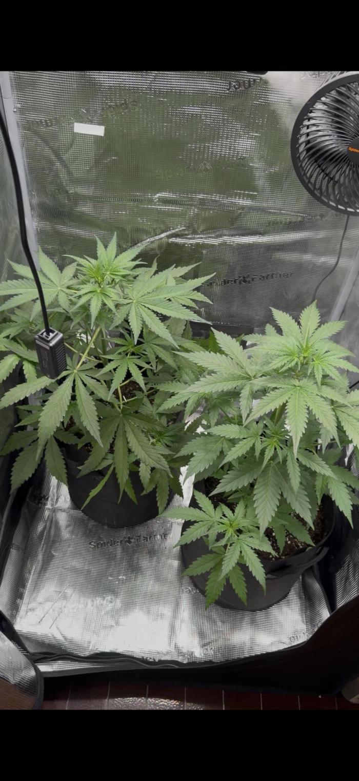 First. Week 3 - Left:tropicana cokkes
Right:sour diesel auto