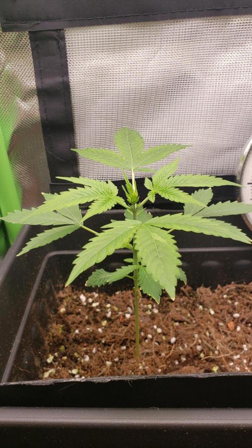 SF1000D. Week 3