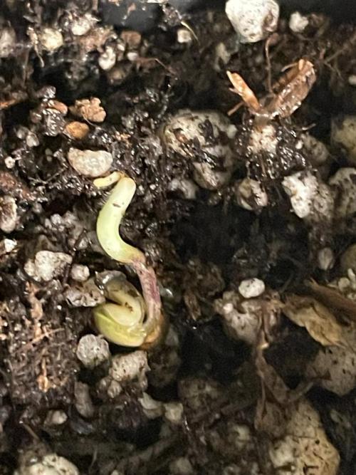 First Grow. Week 0 - The root was growing upwards so i flipped the bitch. (recovered just fine)