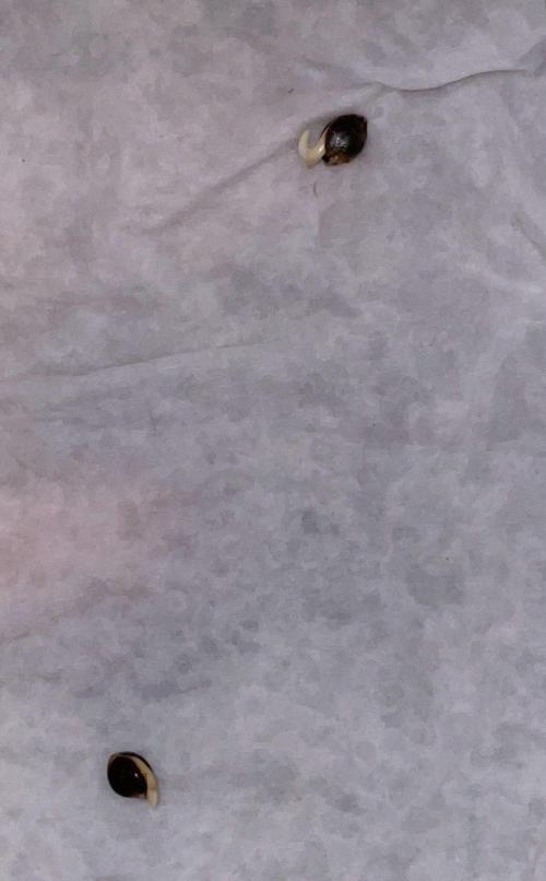 First Grow. Week 0