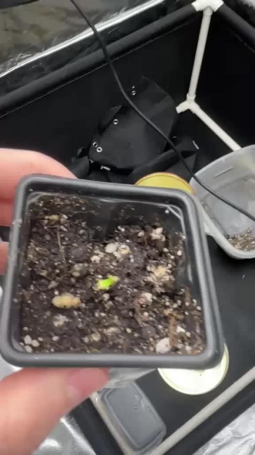 First Grow